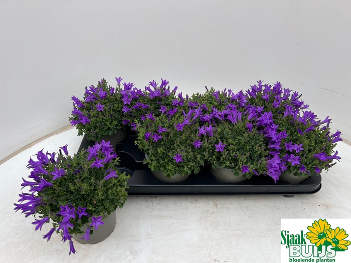 <h4>CAMP POR KRIS</h4>