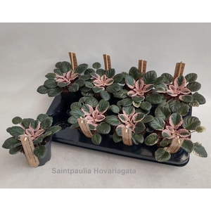 Saintpaulia   ...