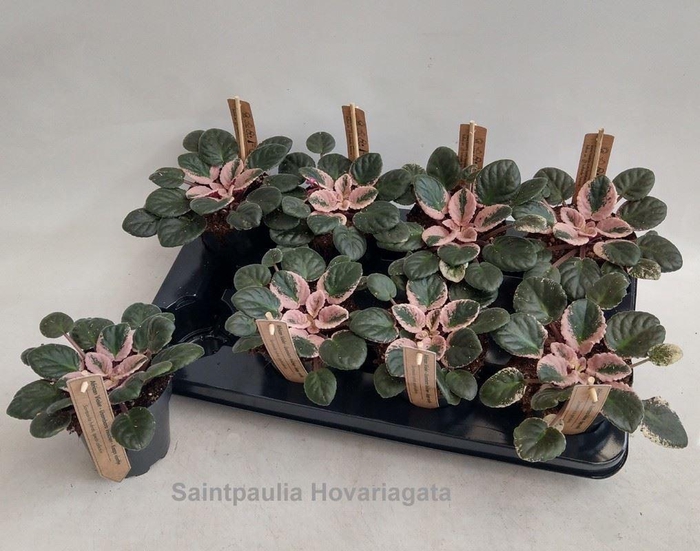<h4>Saintpaulia   ...</h4>