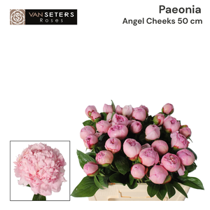 Paeonia Angel Cheeks