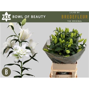 Li Or Du Bo Of Beauty 5+