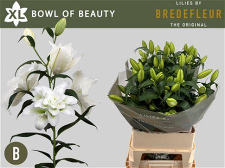 <h4>Li Or Du Bo Of Beauty 5+</h4>