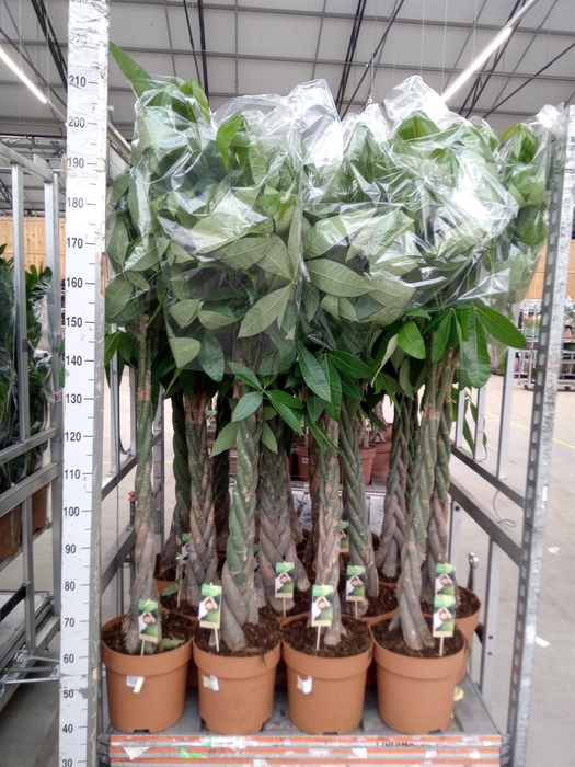 <h4>Pachira aquatica</h4>