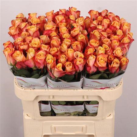 <h4>R Gr Pebbles</h4>