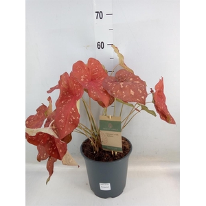 Caladium   ...