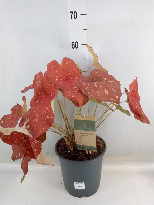 Caladium   ...