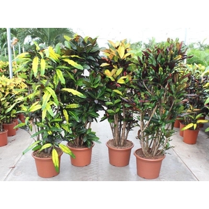 Codiaeum mix (Croton)