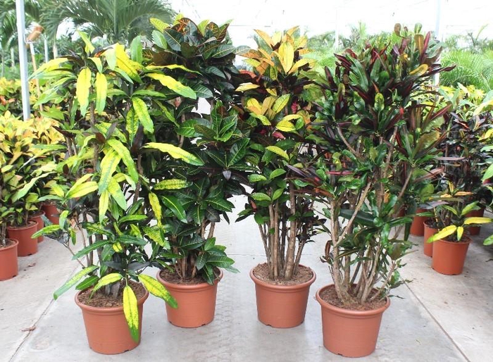 <h4>Codiaeum mix (Croton)</h4>