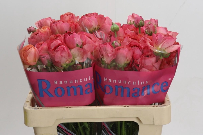 Ranunculus Romance Buzet