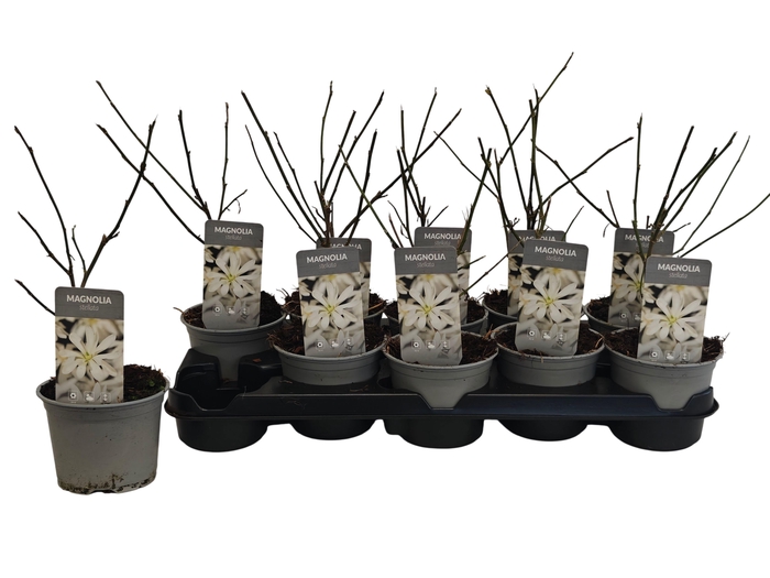 <h4>MAGN STELLATA OV</h4>