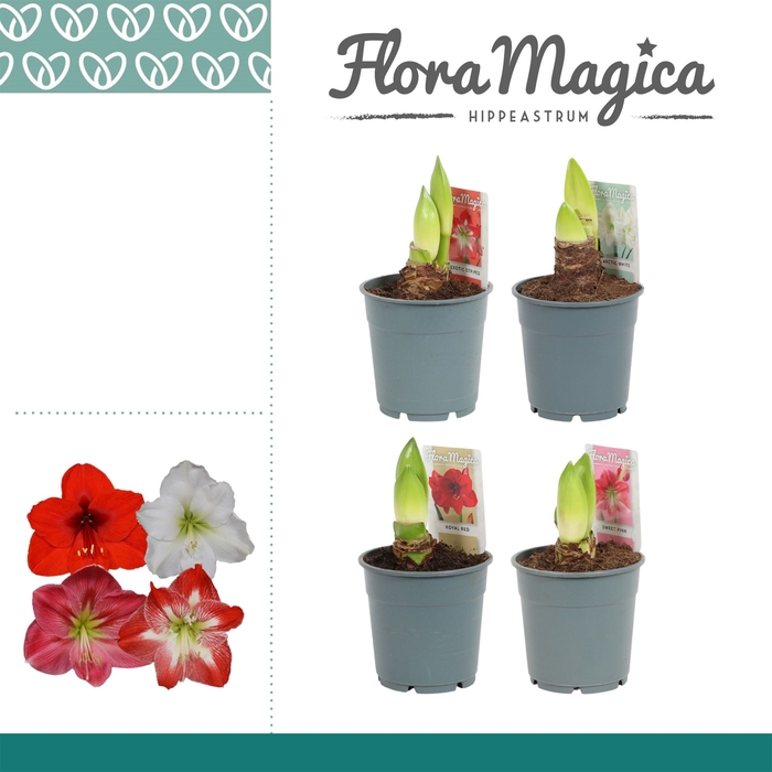 <h4>Hippeastrum   ...</h4>