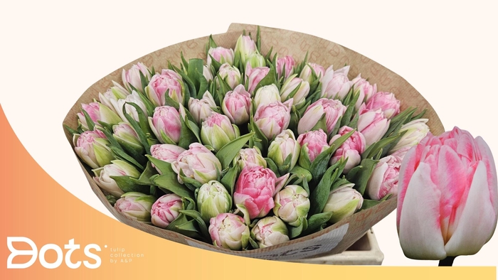 <h4>TU DU FOXTROT</h4>