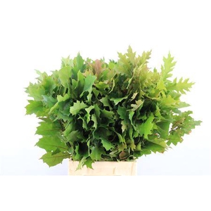 QUERCUS RUBRA P TAK