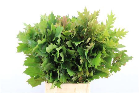 <h4>QUERCUS RUBRA P TAK</h4>