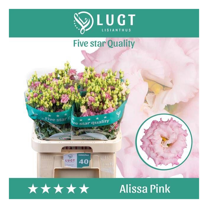<h4>EUS G ALISSA PINK</h4>