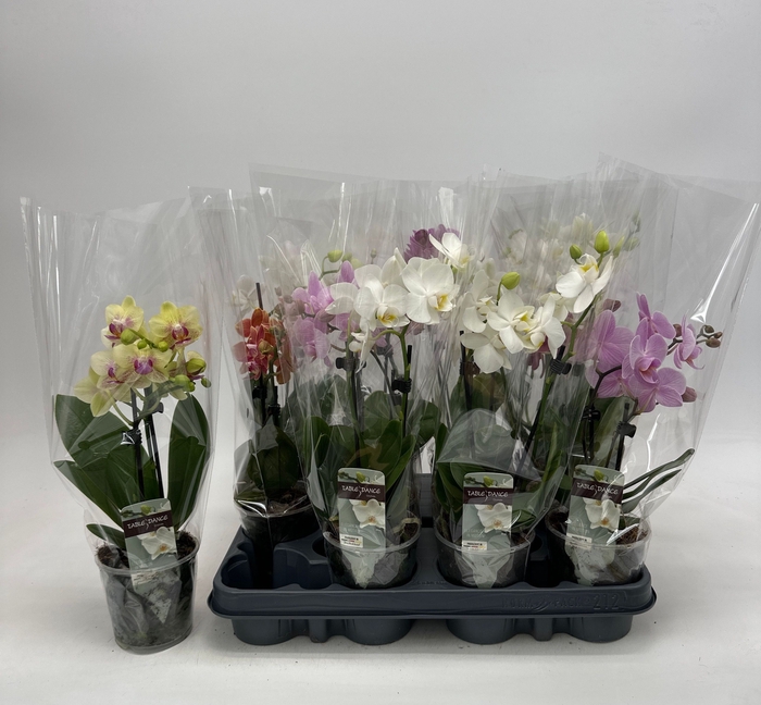 <h4>PHAL GEM</h4>