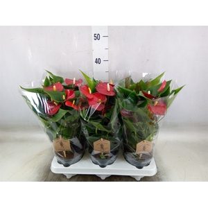 Anthurium andr. 'Micra'