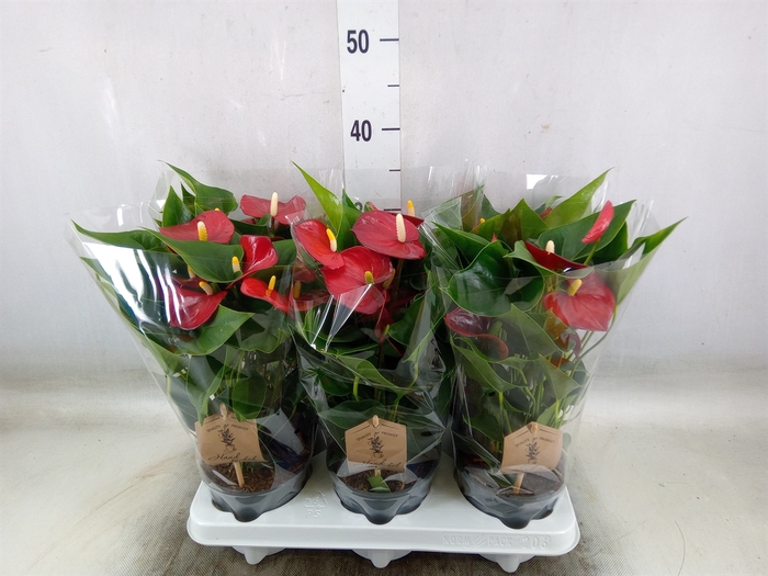 <h4>Anthurium andr. 'Micra'</h4>