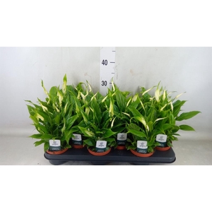 Spathiphyllum  'Chopin'