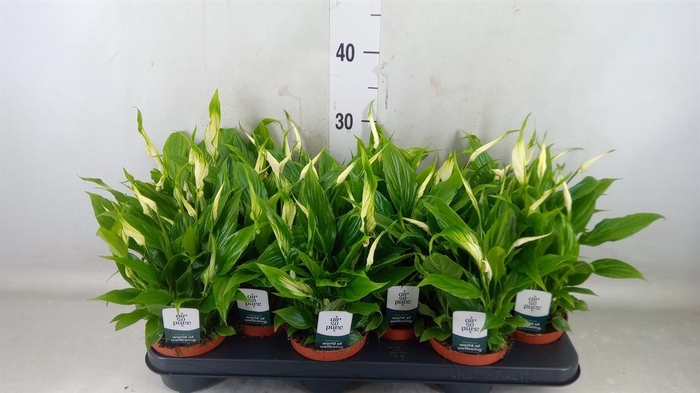 <h4>Spathiphyllum 'Chopin'</h4>