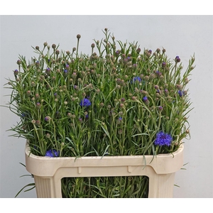 Centaurea Cyanus