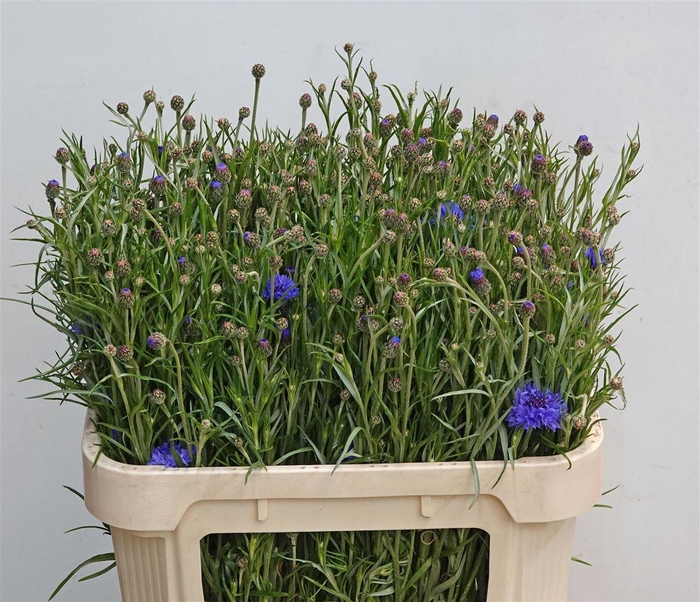 <h4>Centaurea Cyanus</h4>
