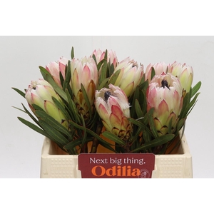 Protea White Night