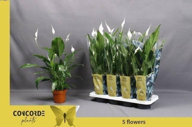<h4>Spathiphyllum Sweet Chico</h4>