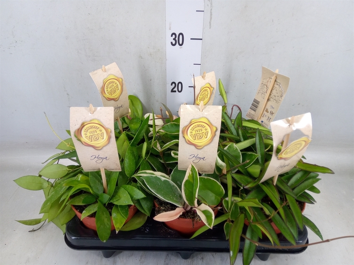 <h4>Hoya carnosa</h4>