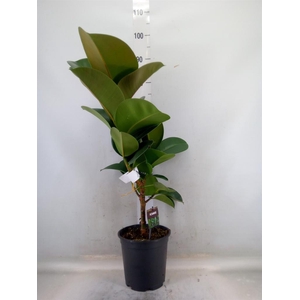 Ficus elastica 'Cloe'