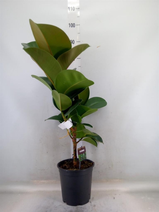 <h4>Ficus elastica 'Cloe'</h4>