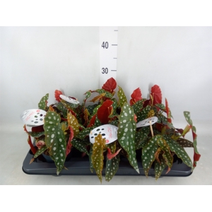Begonia maculata