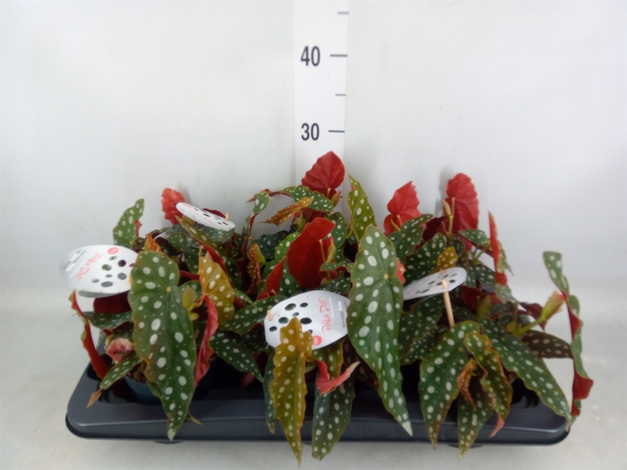 <h4>Begonia maculata</h4>