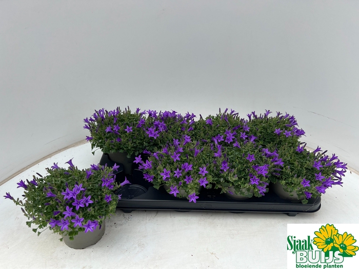 <h4>CAMP POR KRIS</h4>