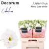 Lisianthus Alissa pure white 70cm