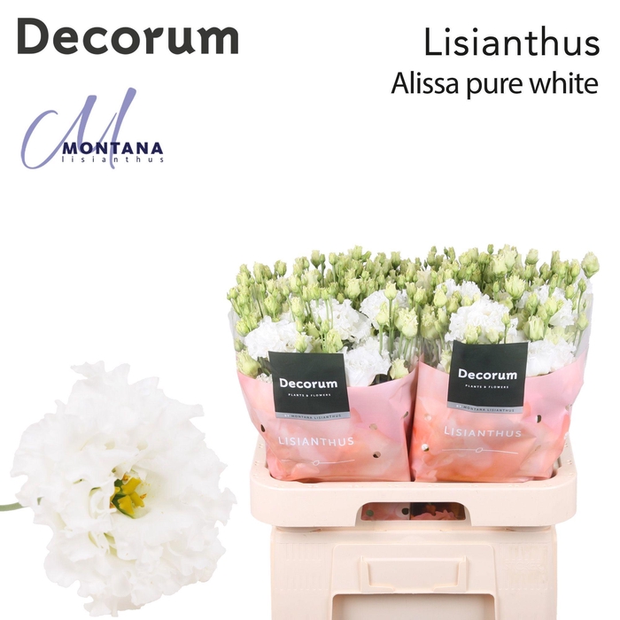 <h4>Lisianthus Alissa pure white 70cm</h4>