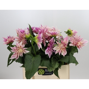 Dahlia Café au Lait