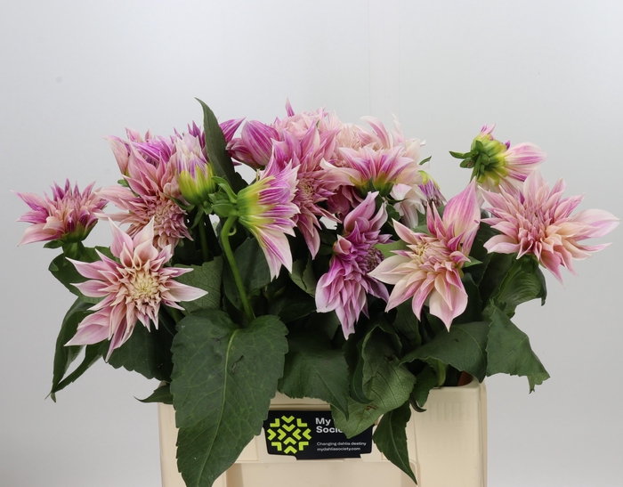 <h4>Dahlia Café au Lait</h4>