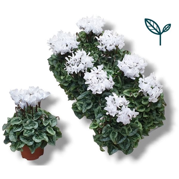 <h4>Cyclamen-DONATELLO-WIT</h4>