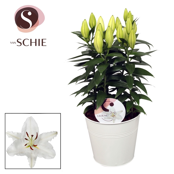<h4>Oriental Wit 19cm ZINK</h4>