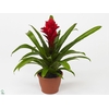 Guzmania Patricia Luxe Keramiek (Decorum)