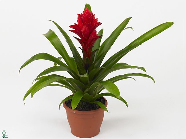 Guzmania Patricia