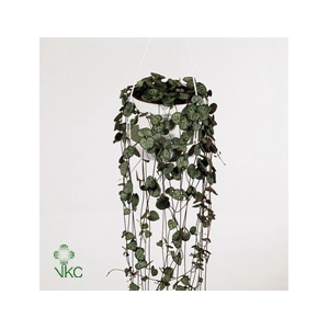 Ceropegia Woodii
