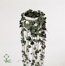 <h4>Ceropegia Woodii</h4>