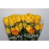 R GR HIGH & EXOTIC Welyflor