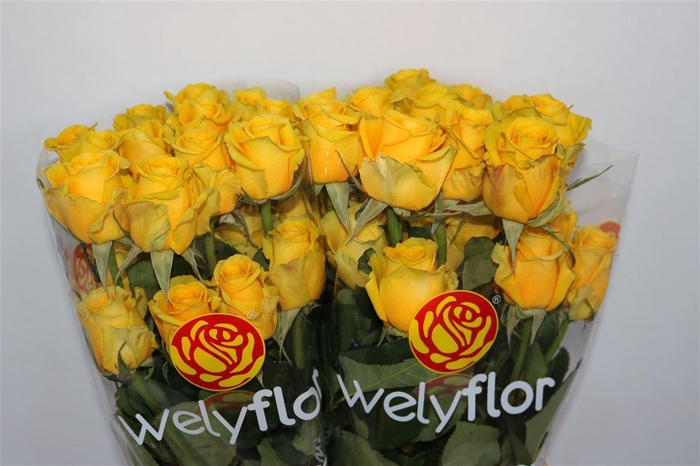 R GR HIGH & EXOTIC Welyflor