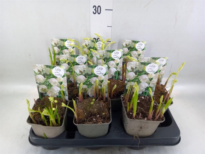 <h4>Convallaria majalis</h4>