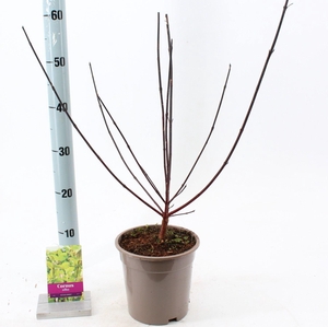 Cornus alba Kesselringii