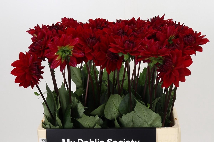 Dahlia Menorca