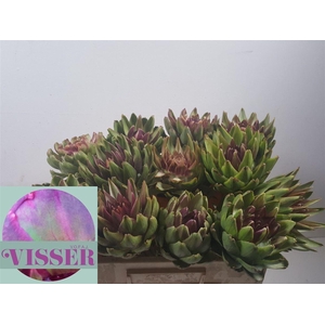 Cynara Sc Green Globe